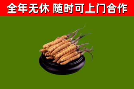 平南县回收散虫草