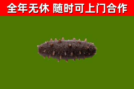 平南县回收海参干